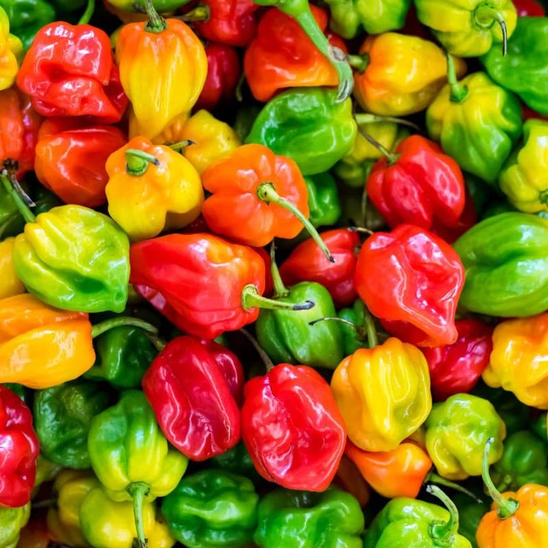 Habenero pepper